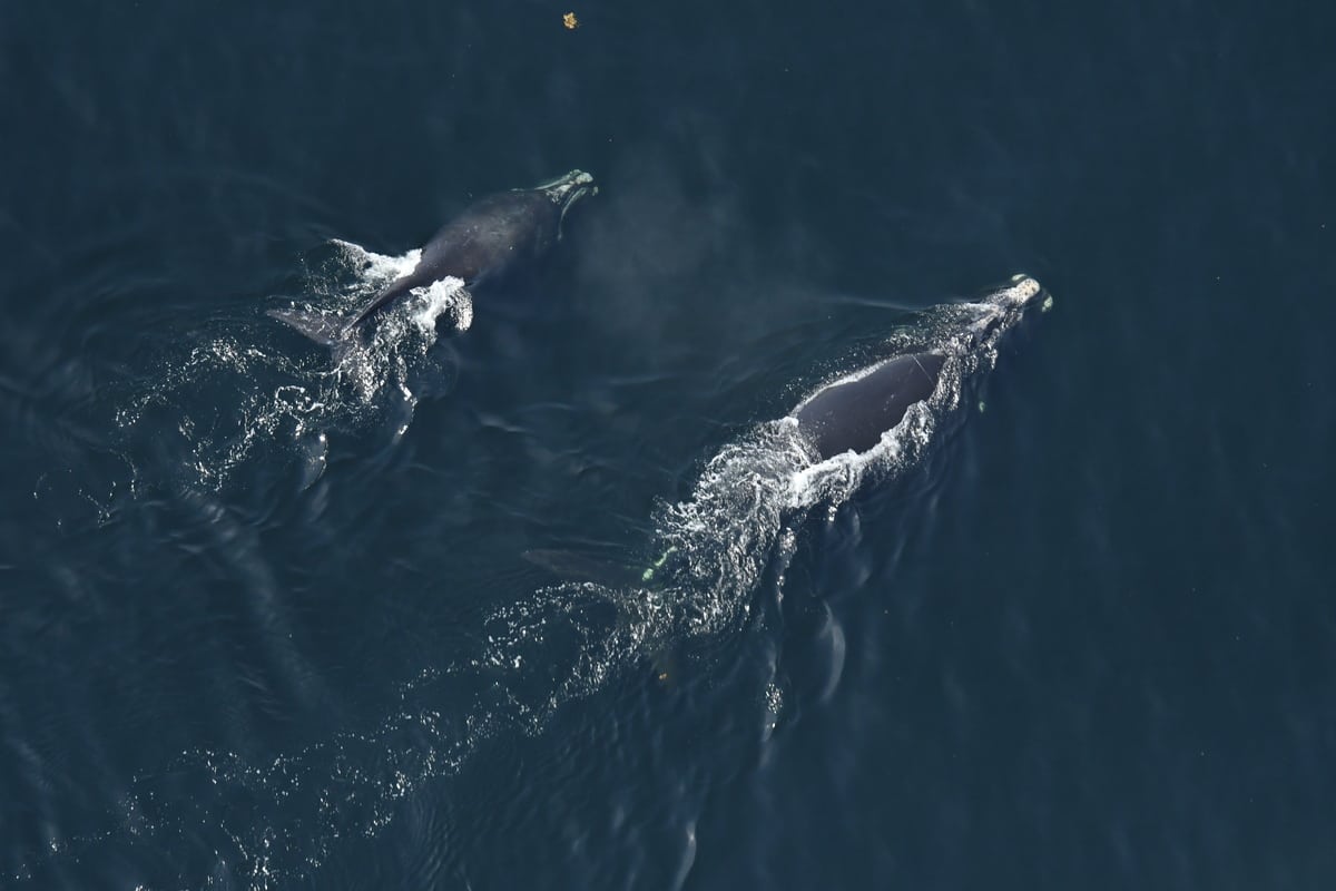 Whales in danger, hungry pelicans and sharks in number: California is suffering from the marine heatwave