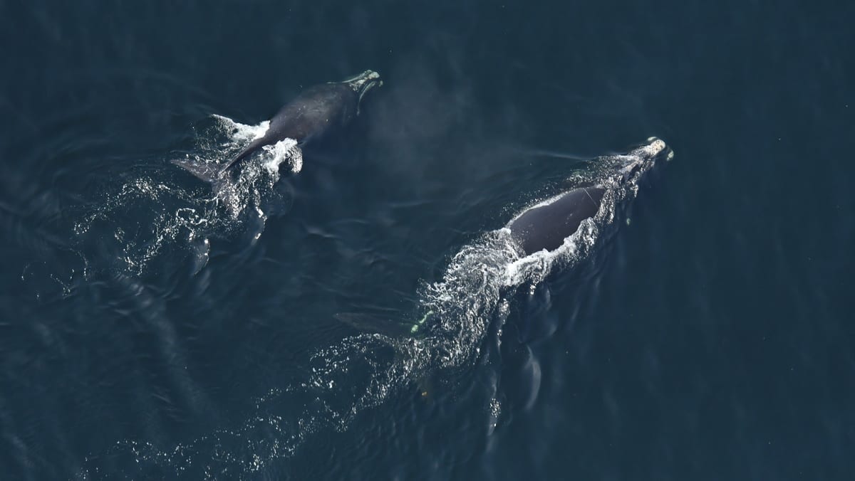 Whales in danger, hungry pelicans and sharks in number: California is suffering from the marine heatwave Whales in danger, hungry pelicans and sharks in number: California is suffering from the marine heatwave
