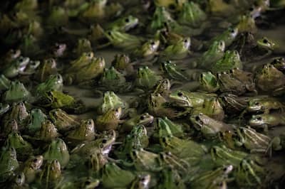 El apetito francés por las ancas de rana pone en peligro a las especies en Asia
