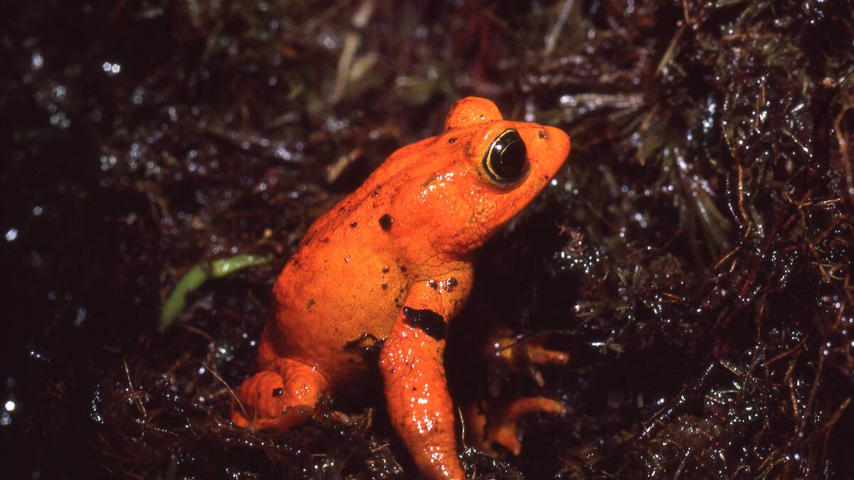 Première espèce éteinte à cause du réchauffement climatique