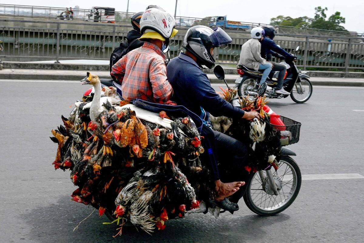 Child Dies of Avian Flu in Cambodia - News Directory 3