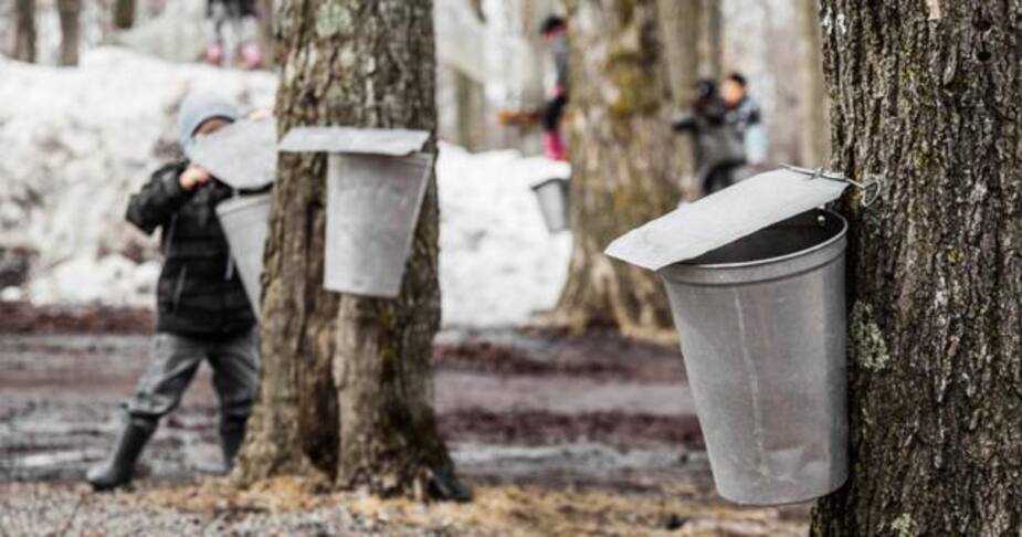 Image principale de l'article Les cabanes à sucre du Québec se réinventent