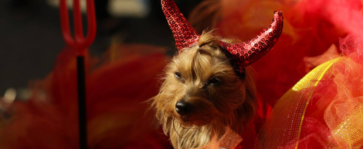 Attention à votre chien le soir de l’Halloween