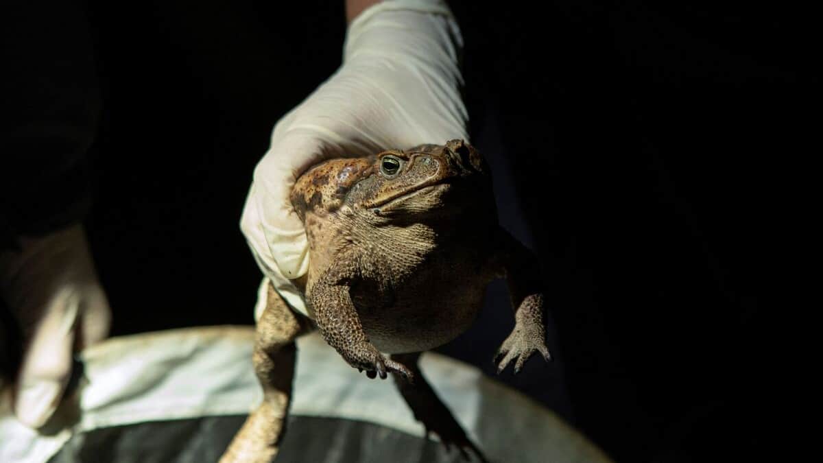 PHOTOS | Soudaine invasion de crapauds-buffles