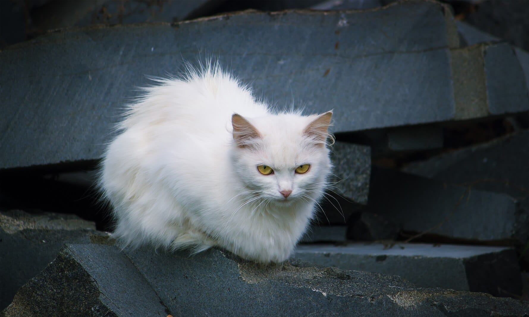 Un chat déclaré positif à la COVID-19