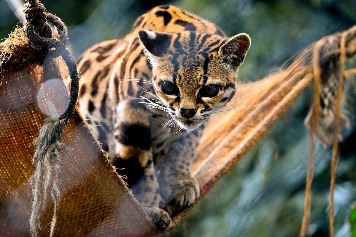 Une Nouvelle Esp ce De Chat Sauvage D couverte En Bolivie Une Premi re 