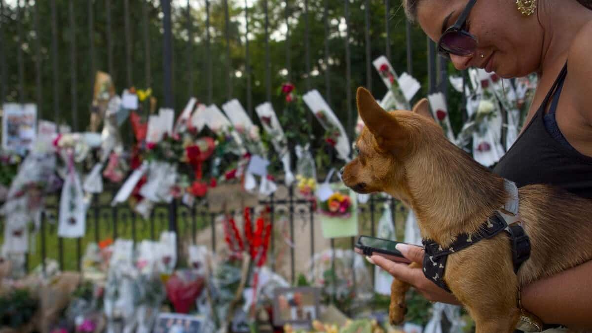 Loubo, le chien d'Alain Delon, ne sera pas euthanasié, annonce la Fondation Bardot