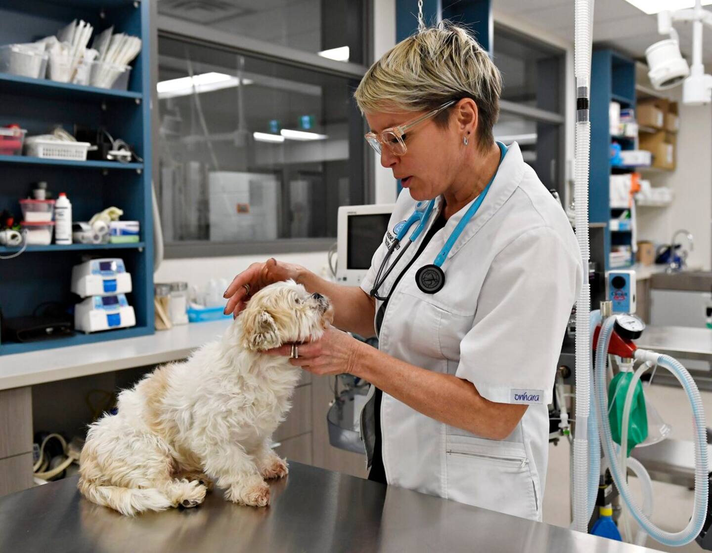 Québec écoutera les vétérinaires Québec écoutera les vétérinaires