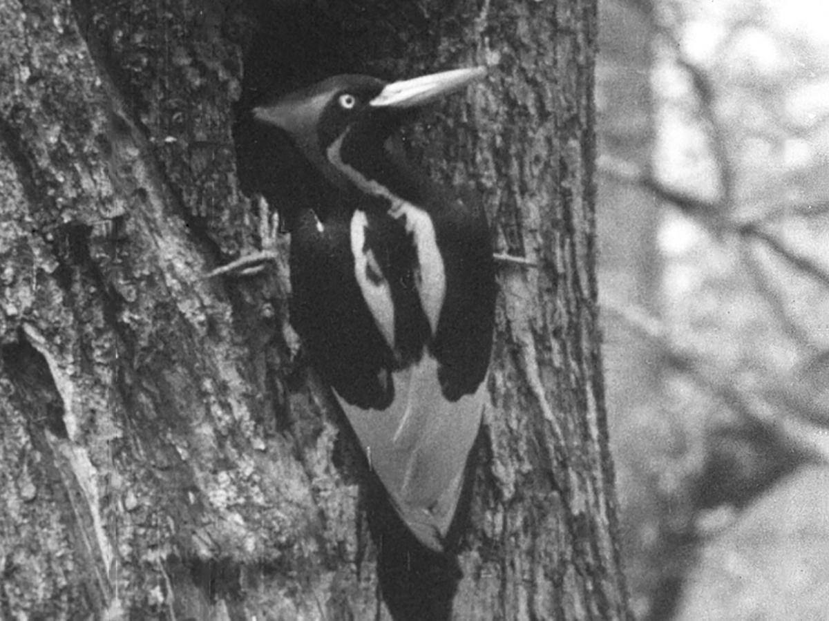 The United States declares 23 species permanently extinct
