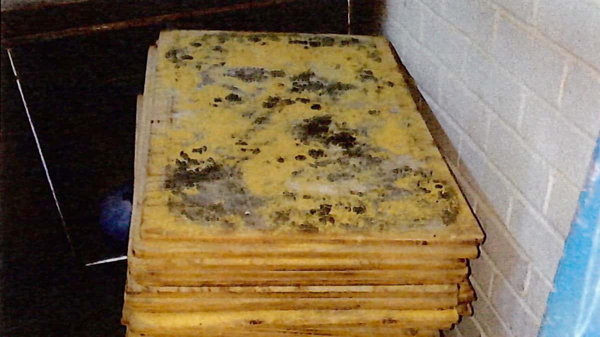 Souris, coquerelles et moisissures à la Boulangerie Kubera de Montréal