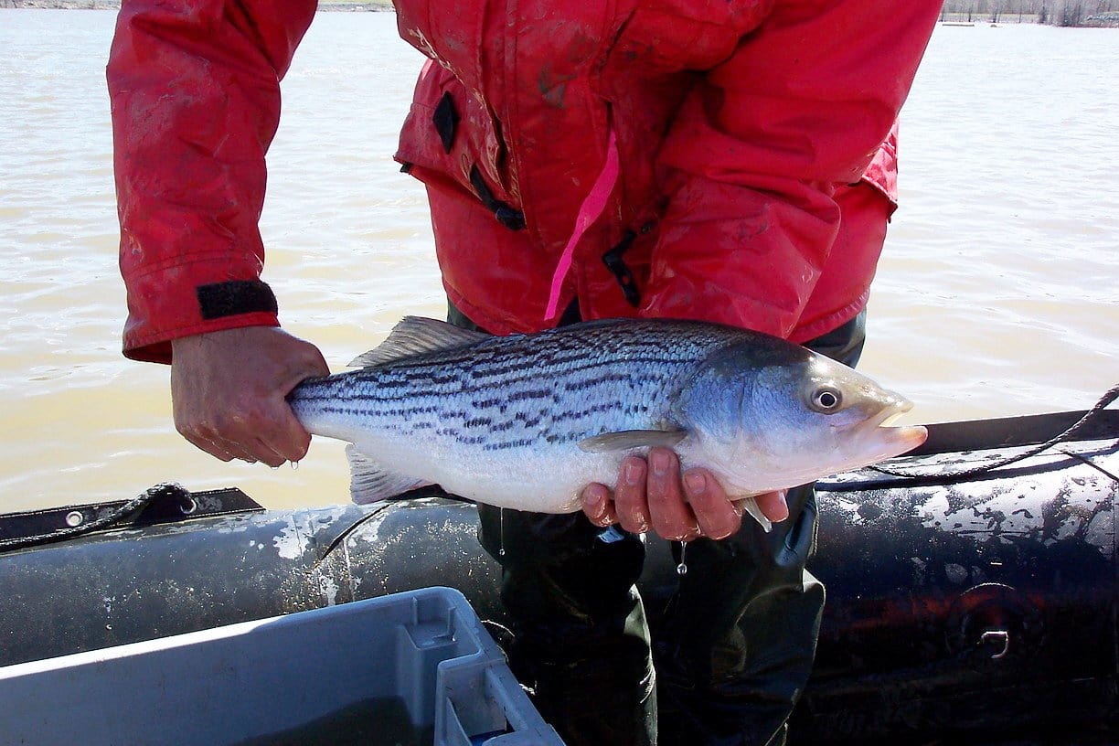 Le gouvernement doit accorder la permission de pêcher le bar rayé du ...