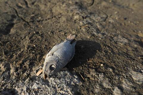 Fenómeno lluvia animal: un pueblo australiano vio peces caer del cielo