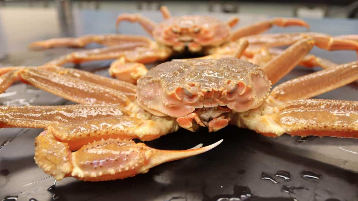 Bombe fumigène et vol de crabes: un restaurant ciblé par du vandalisme insolite