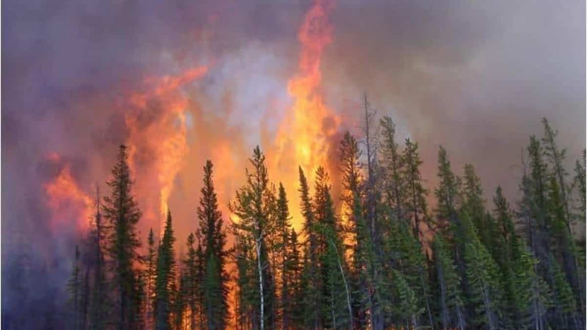 Feux de forêt à Jasper: Ottawa et l’Alberta annoncent un investissement de 57M$