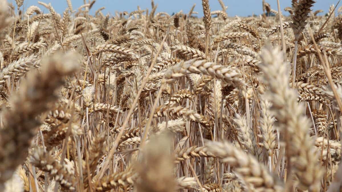 C&eacute;r&eacute;ales ukrainiennes et engrais russe: un accord va &ecirc;tre sign&eacute; vendredi en Turquie