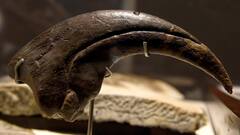 Le plus grand dinosaure jamais découvert a-t-il été mis au jour en Argentine ?