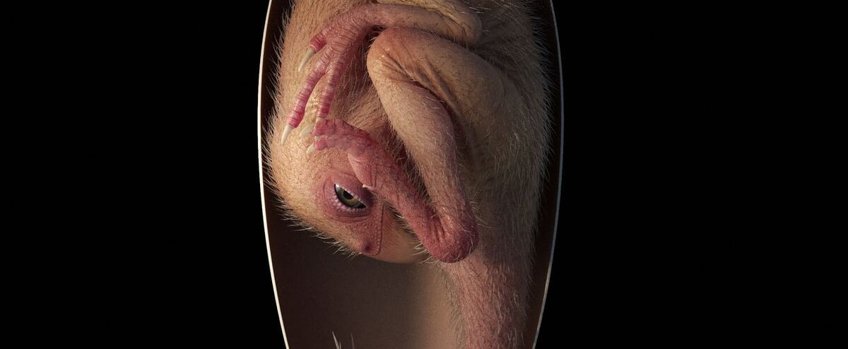 Un embryon de dinosaure parfaitement fossilisé s'apprêtait à éclore comme un oiseau