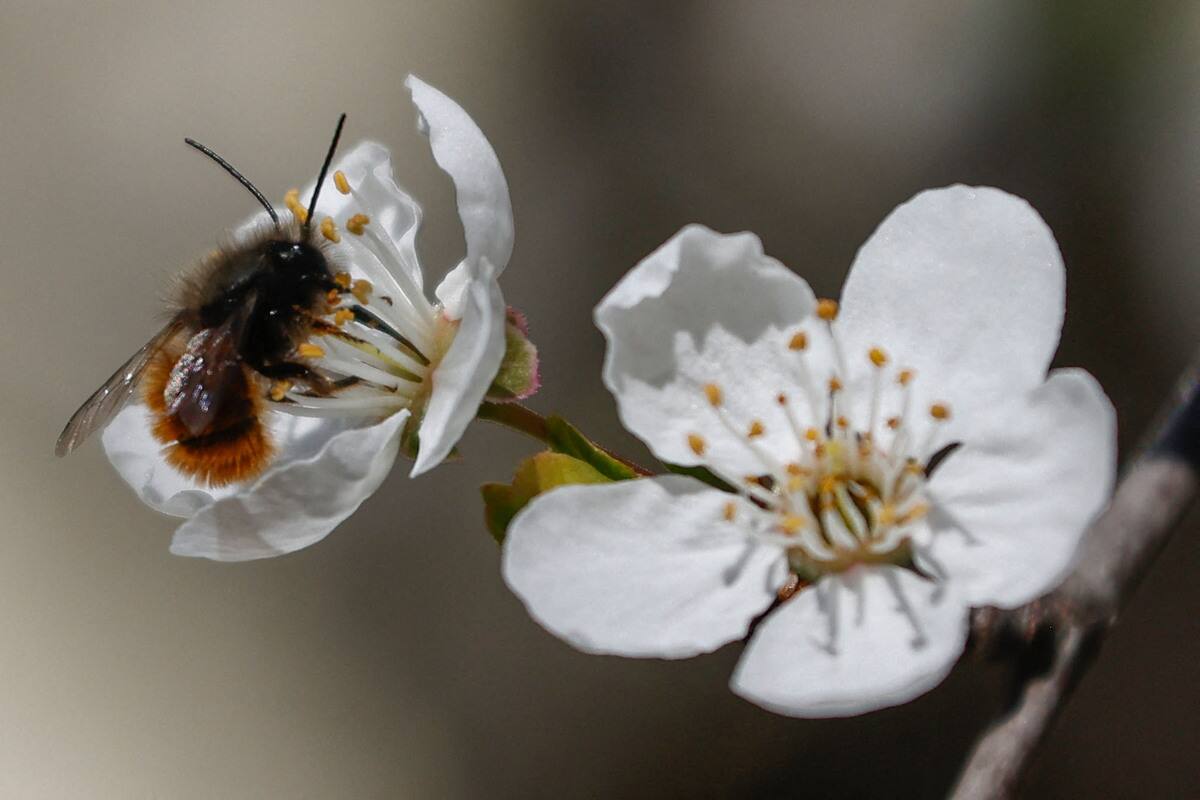 Baisse importante de la population d&rsquo;abeilles dans les ruches du Qu&eacute;bec