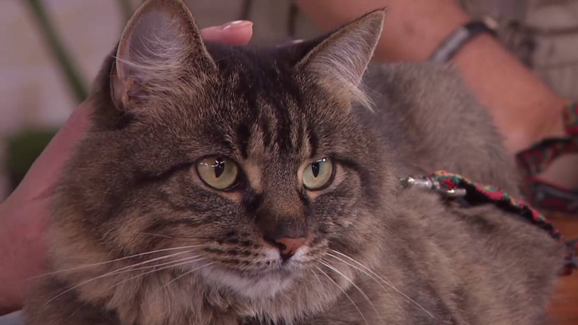 Sortir son chat sans danger