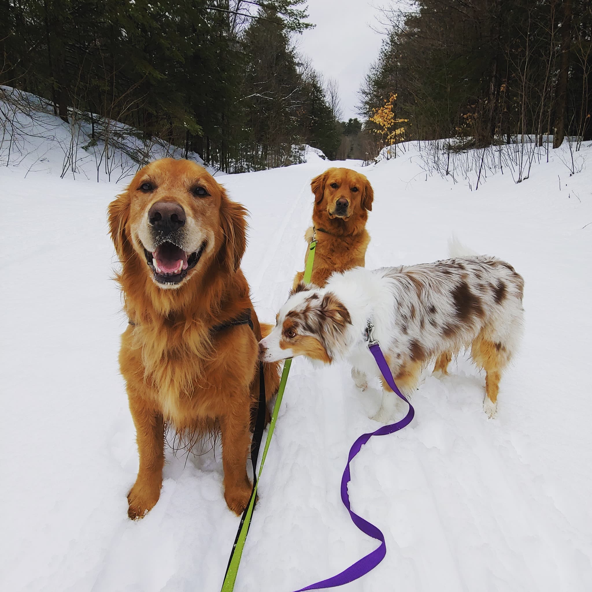 Promener Des Chiens Pour Gagner De L argent