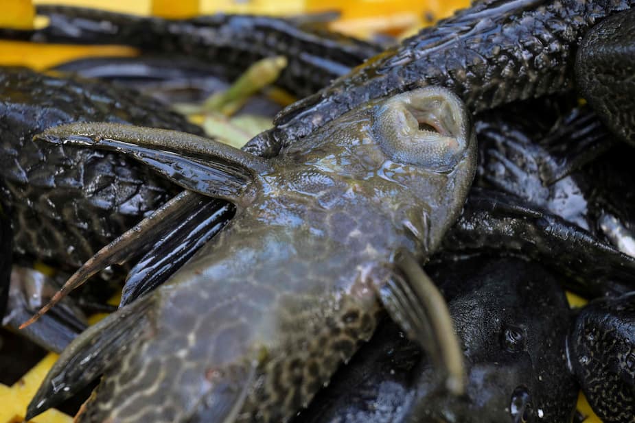 Poisson Invasif EN IMAGES | Le sapu-sapu, un poisson invasif qui prospère malgré la ...