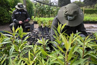 Colombia: questo ex generale pianta alberi per farsi perdonare più di 300 omicidi