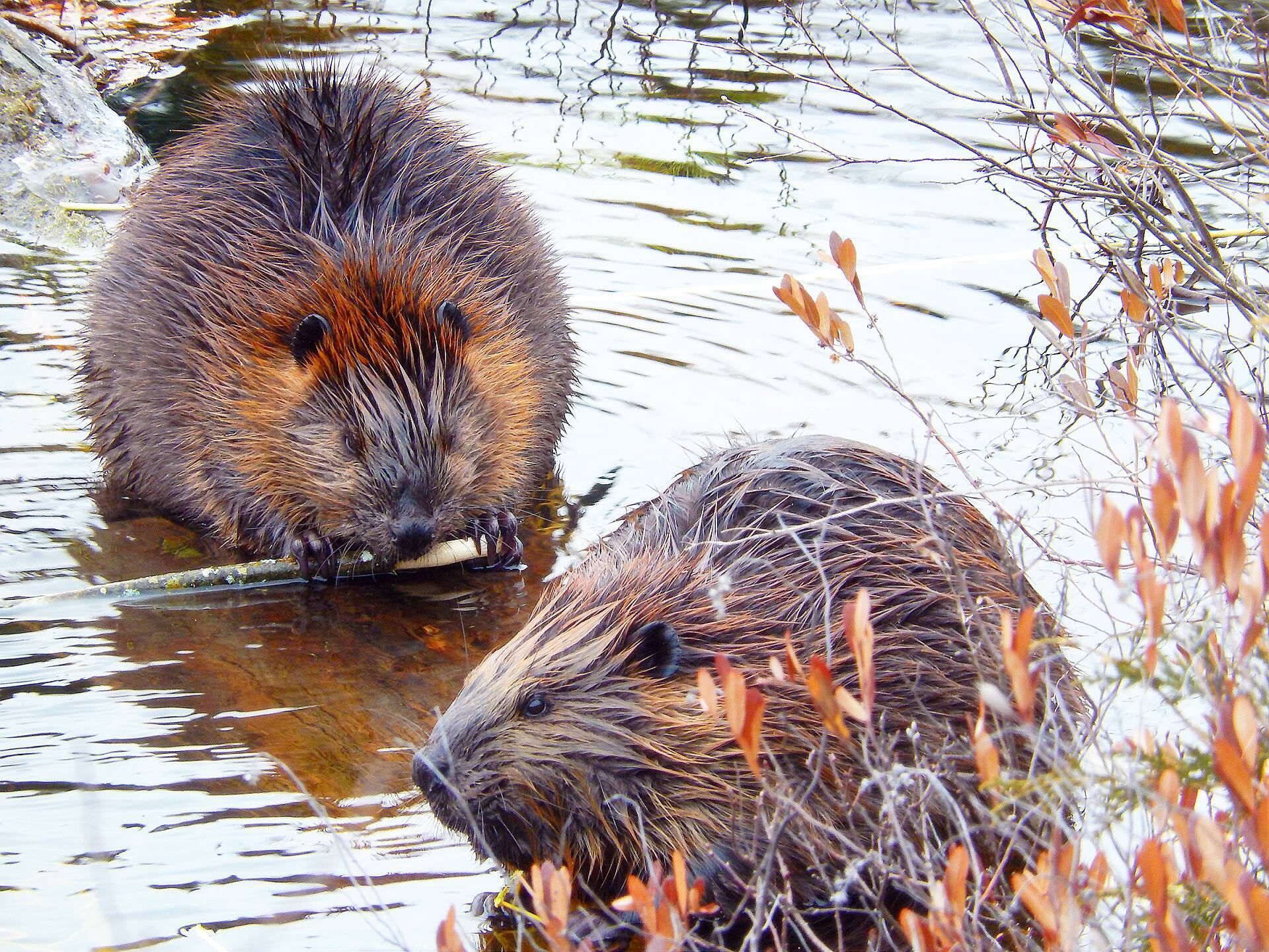 Des castors r&eacute;introduits &agrave; Londres apr&egrave;s 400 ans d'absence