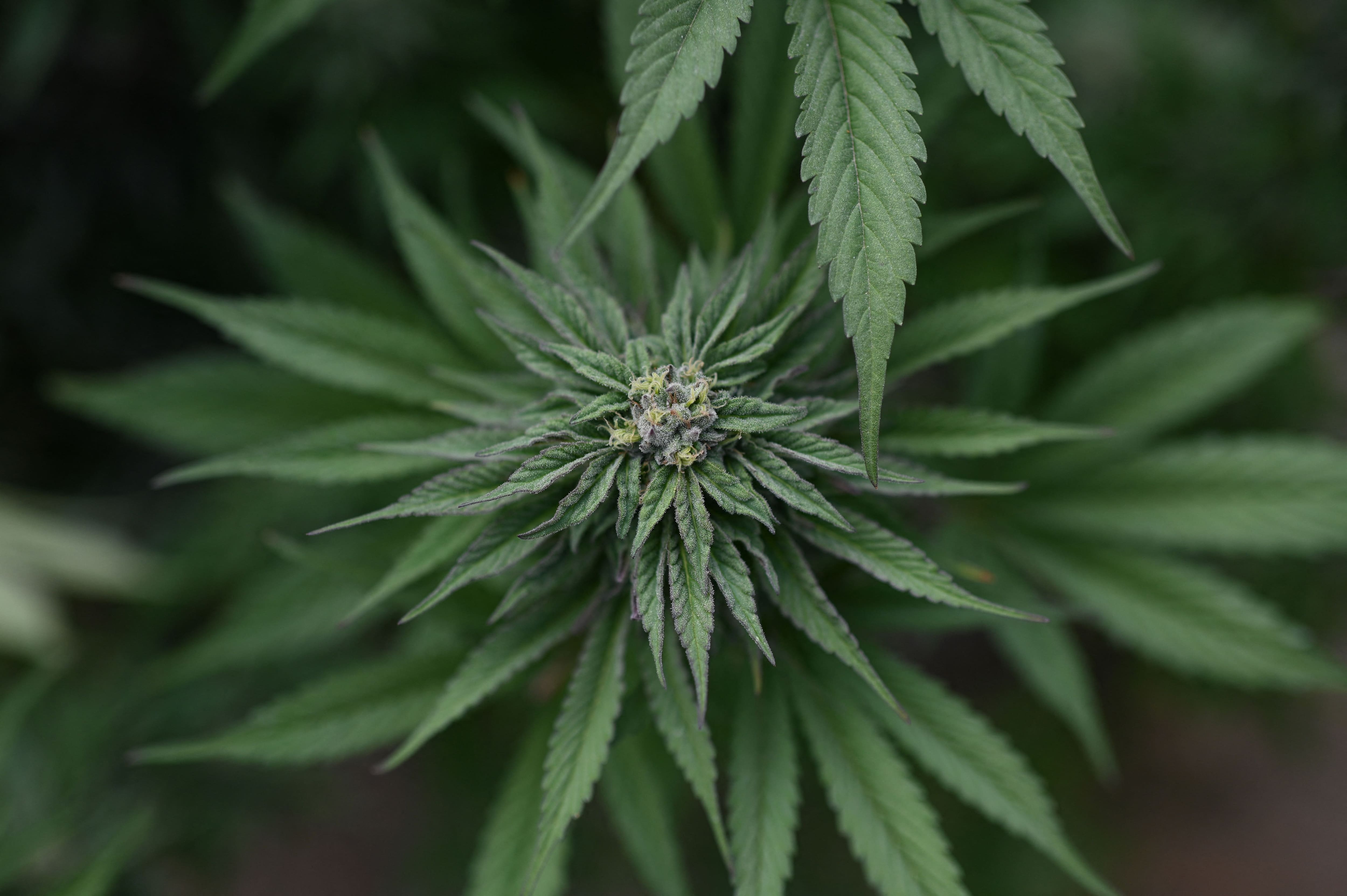 L'administration Trump facilite l'usage médical de la marijuana