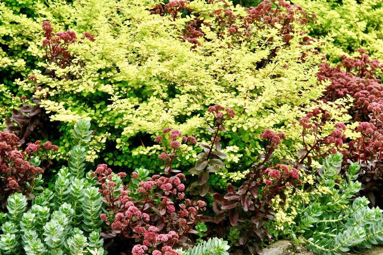 bosal plant 34 34 Coleus Artificial Plant in Country White Planter