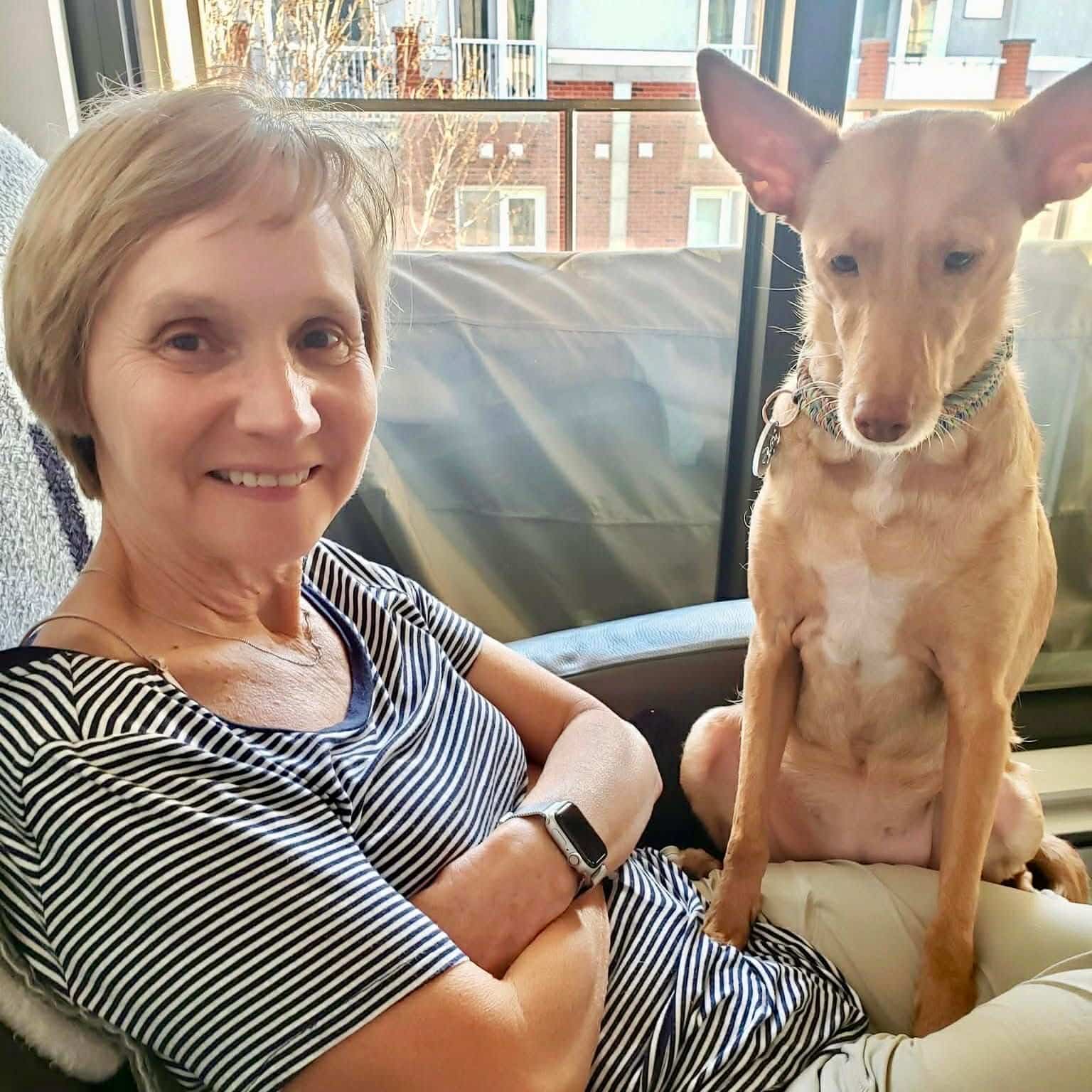Des Québécois adoptent des chiens de l'étranger pour leur offrir une meilleure vie