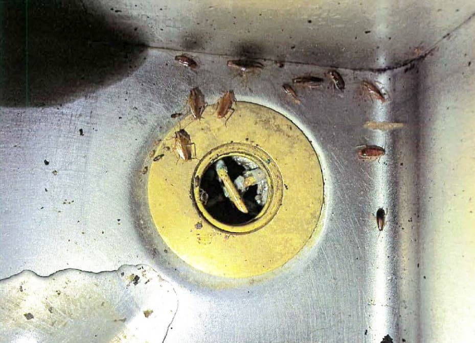 Vermine, insalubrit&eacute; et p&eacute;toncles moisis au Jardin de P&eacute;kin de Pierrefonds