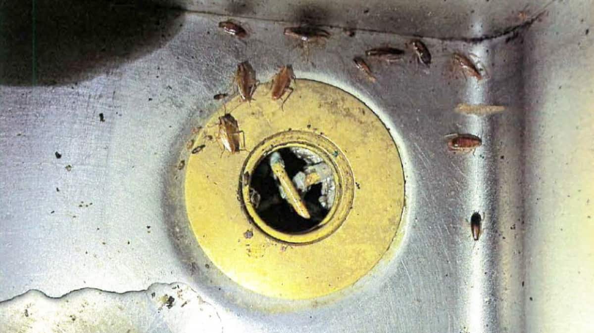 Vermine, insalubrité et pétoncles moisis au Jardin de Pékin de Pierrefonds