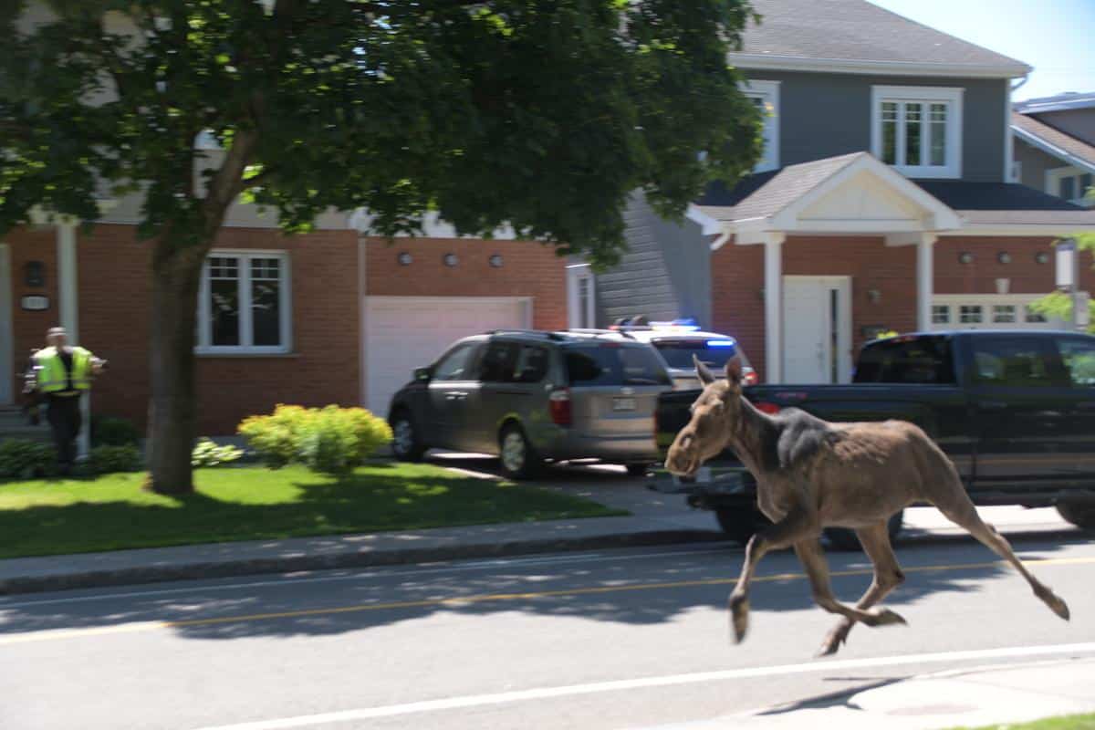 [VIDÉO] Un orignal en visite en Haute-Ville