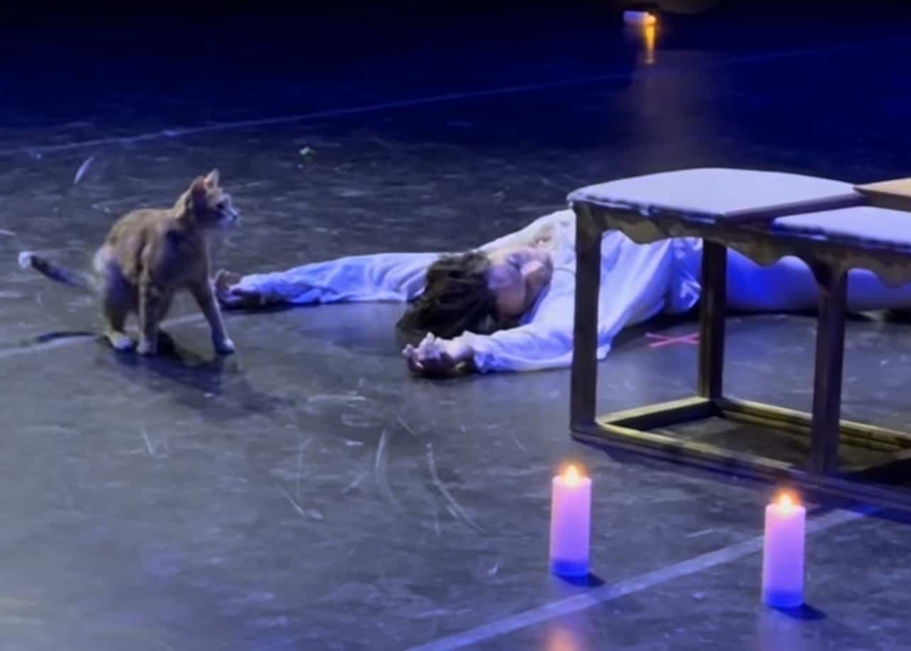 ON VIDEO | A cat takes the stage during a performance of “Romeo and Juliet”