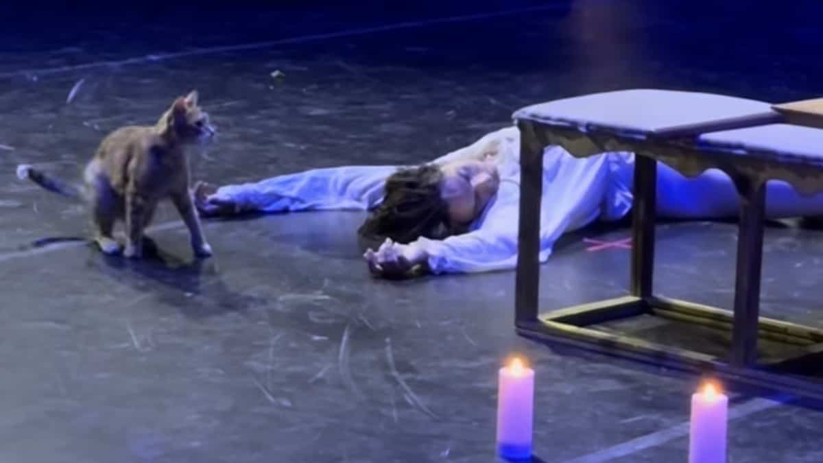 ON VIDEO | A cat takes the stage during a performance of “Romeo and Juliet” ON VIDEO | A cat takes the stage during a performance of “Romeo and Juliet”