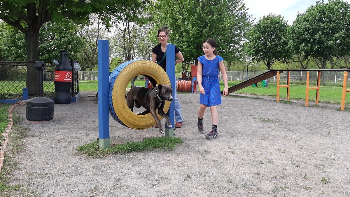 La réouverture des parcs à chiens fait des heureux 24 heures La réouverture des parcs à chiens fait des heureux 24 heures