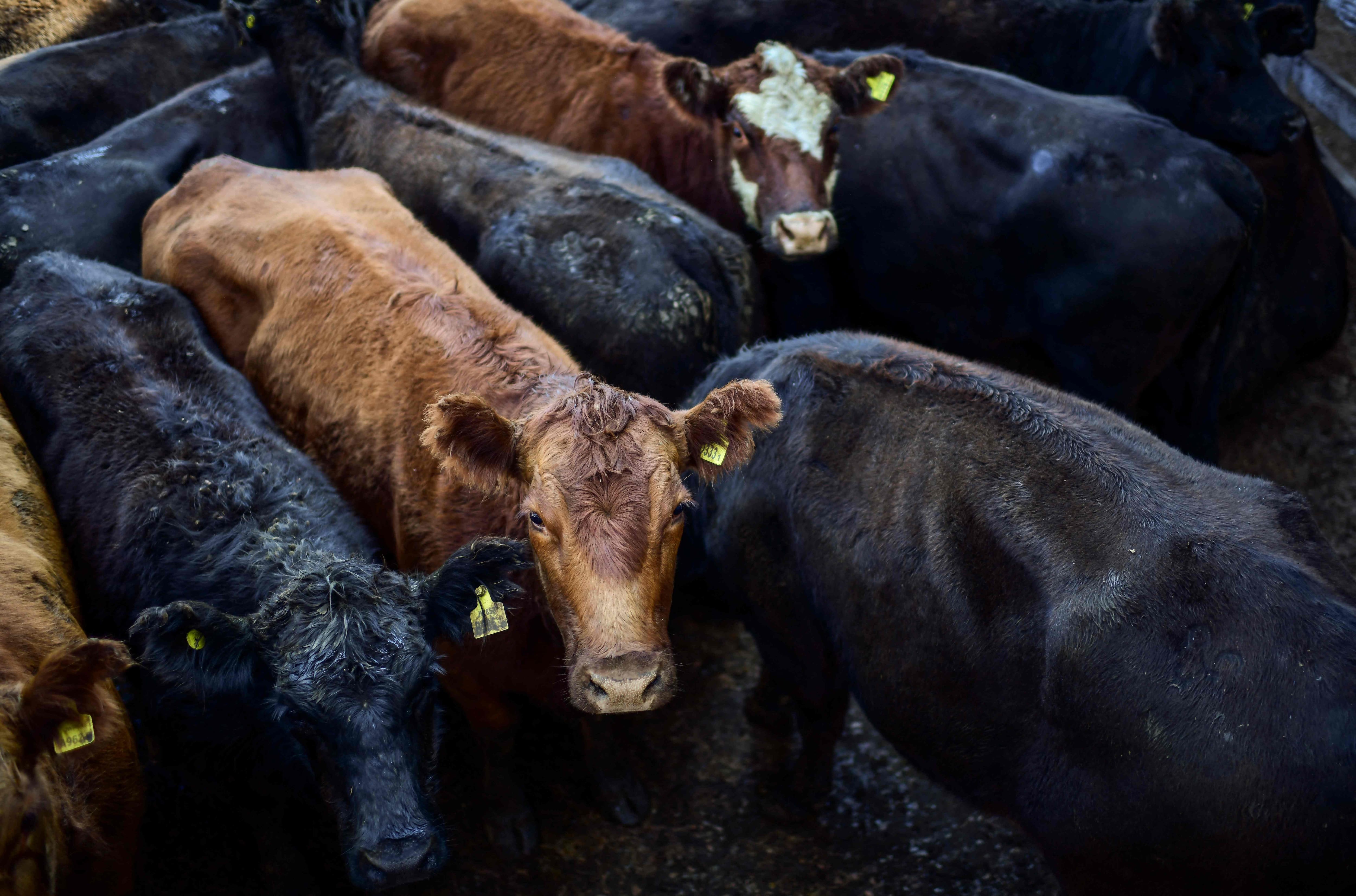 Un homme condamn&eacute; &agrave; la prison pour avoir d&eacute;pec&eacute; un veau vivant