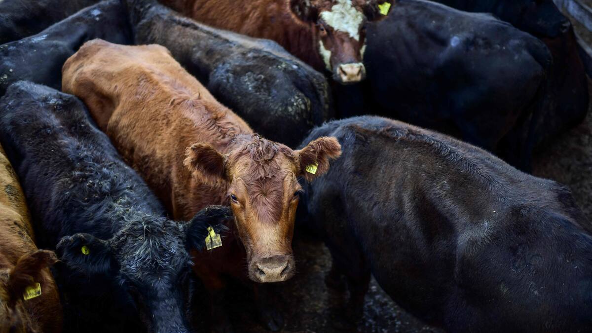 Un homme condamné à la prison pour avoir dépecé un veau vivant