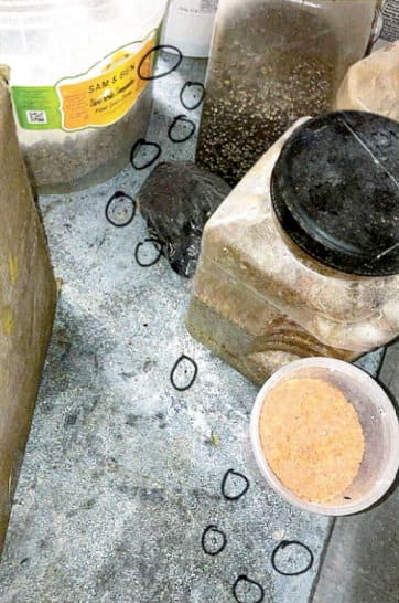 Cette épicerie montréalaise insalubre n'a rien compris | JDM