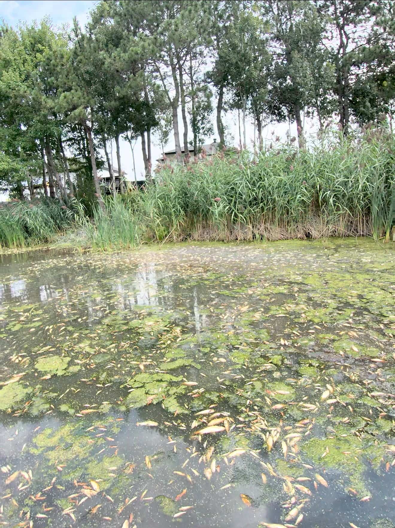 Le lac Bleu a déjà connu des problèmes avec des algues bleues par le passé.