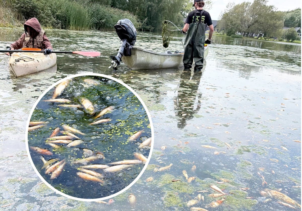 [EN IMAGES] Des milliers de poissons morts dans un lac de la Montérégie