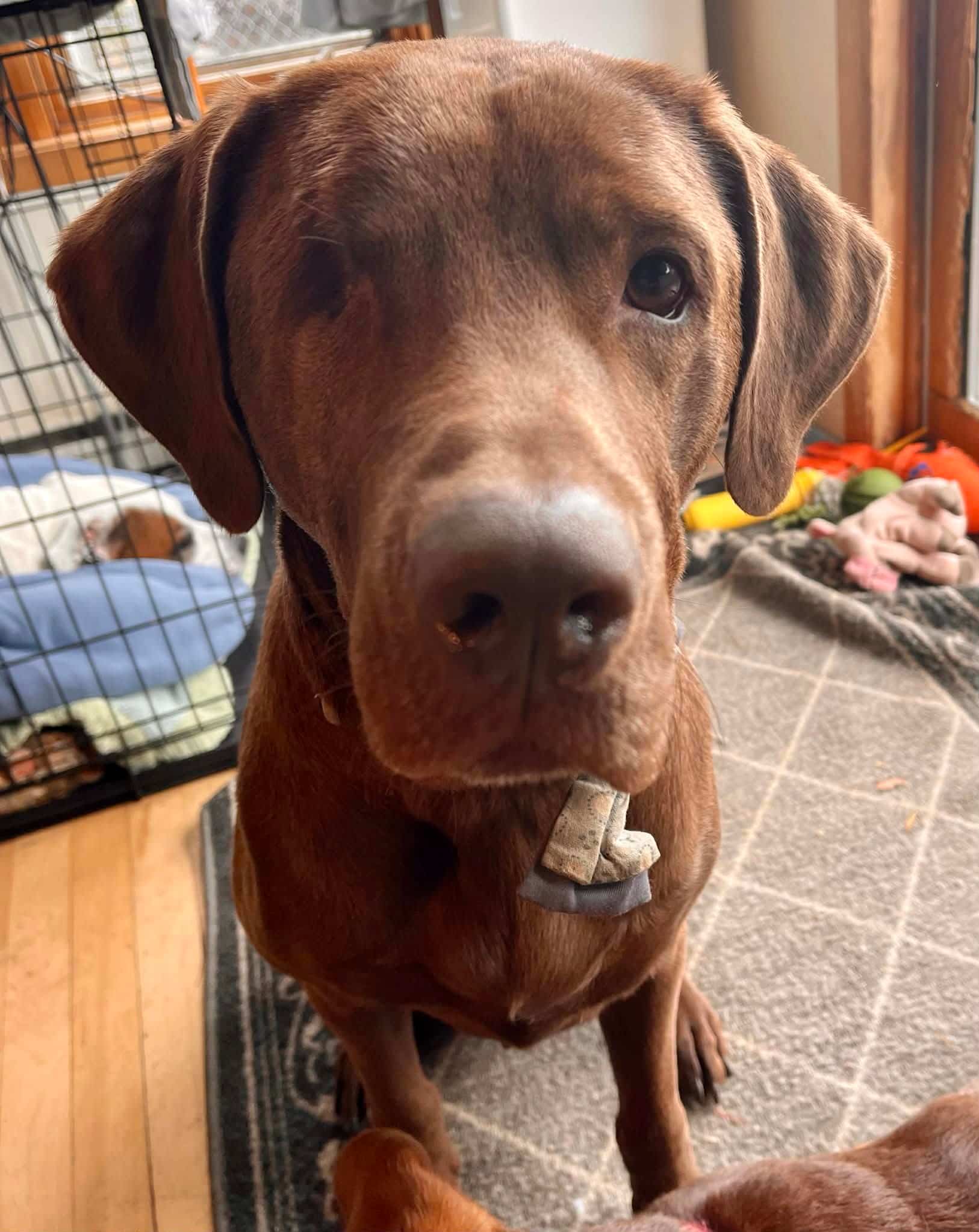 Une Québécoise profite de l'abolition de son poste pour sauver des chiens au Liban et aux Bahamas