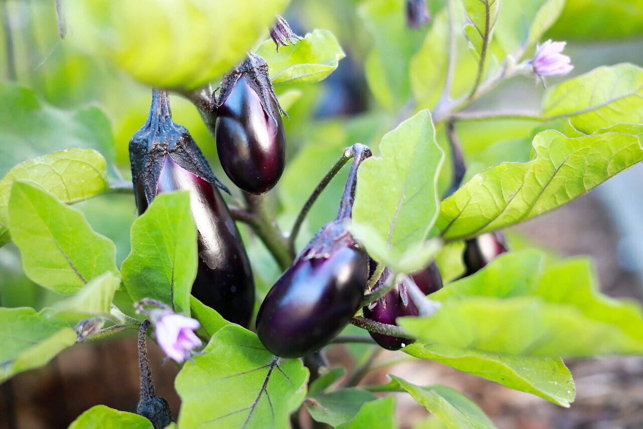 Comment avoir une belle production de tomates, poivrons et aubergines