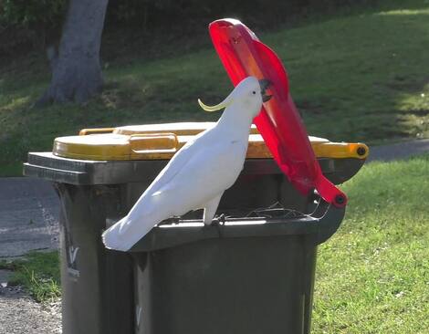 In this photo received by AFP on July 20, 2021, a sulphur-crested cockatoo opens the lid of a household waste bin in Sydney, Australia. - One of the key ways humans acquire new skills is by observing proficient individuals in action: think of a child learning by watching older siblings, or budding athletes emulating the techniques of established stars. Turns out the same is true of cockatoos, according to a study published on July 22, 2021, in Science. (Photo by Barbara Klump / Max Planck Institute of Animal Behavior / AFP) / RESTRICTED TO EDITORIAL USE - MANDATORY CREDIT "AFP PHOTO / Barbara Klump/ Max Planck Institute of Animal Behavior" - NO MARKETING - NO ADVERTISING CAMPAIGNS - DISTRIBUTED AS A SERVICE TO CLIENTS / TO GO WITH AFP STORY by Issam AHMED, "A dumpster lid or two won't stop a cockatoo from feasting" Pictures embargoed until: 1400 EDT July 22, 2021