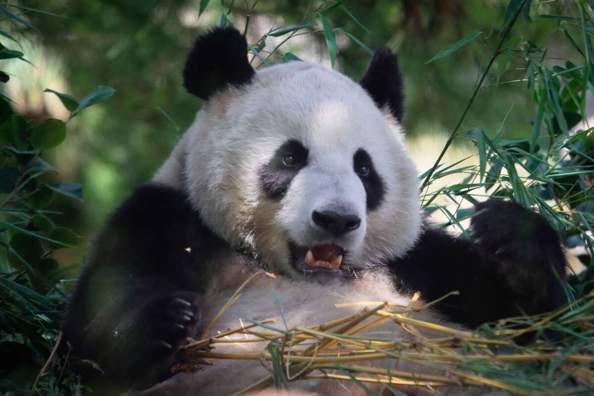 Hong Kong: naissance de deux pandas g&eacute;ants