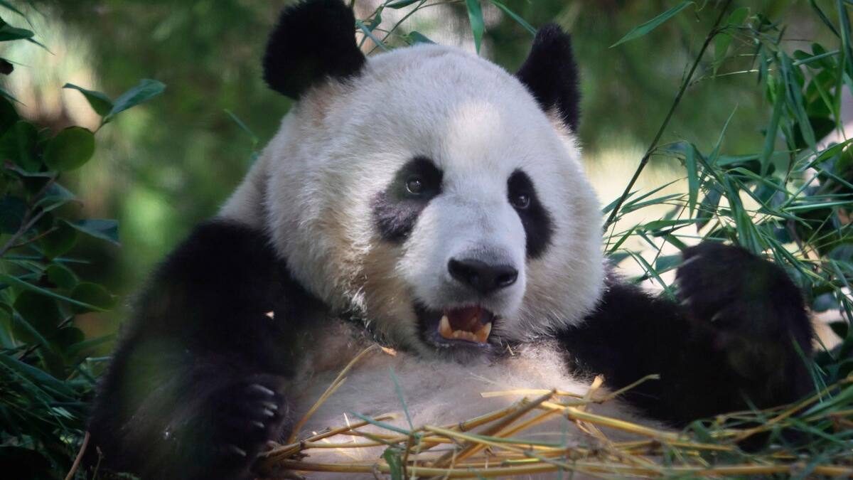 Hong Kong: naissance de deux pandas géants