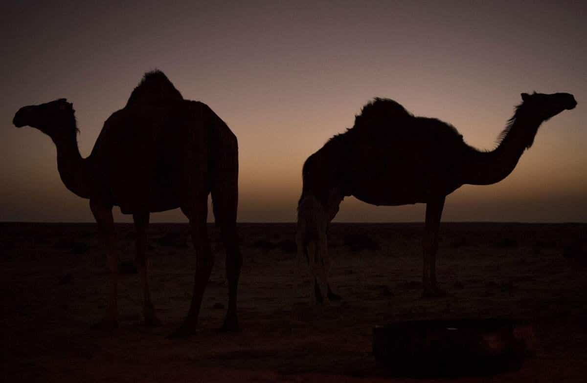 L'Algérie va envoyer les barons de la drogue dans l'un des déserts les plus hostiles du monde