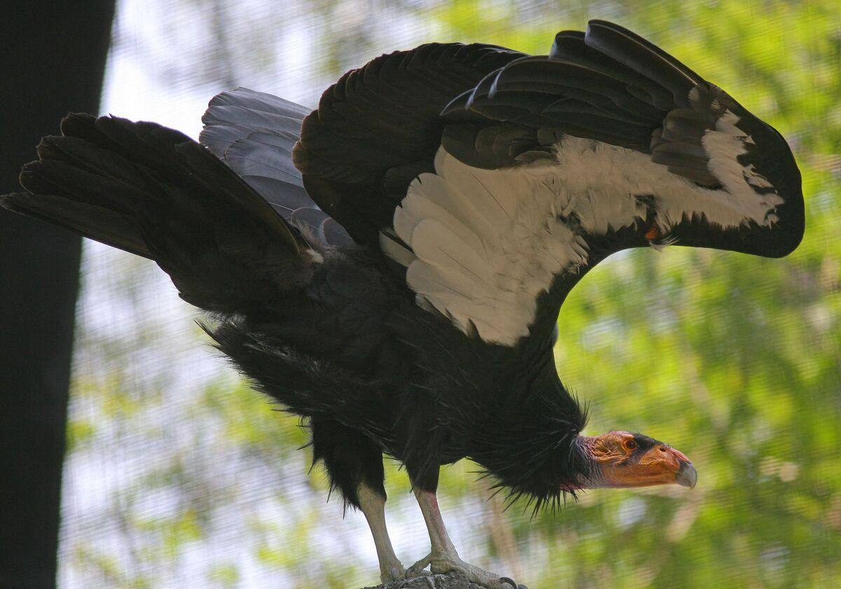 Esp&egrave;ce menac&eacute;e d&rsquo;extinction : une femelle condor se reproduit sans m&acirc;le