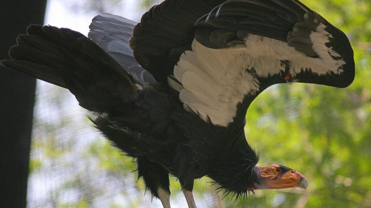 Espèce menacée d’extinction : une femelle condor se reproduit sans mâle