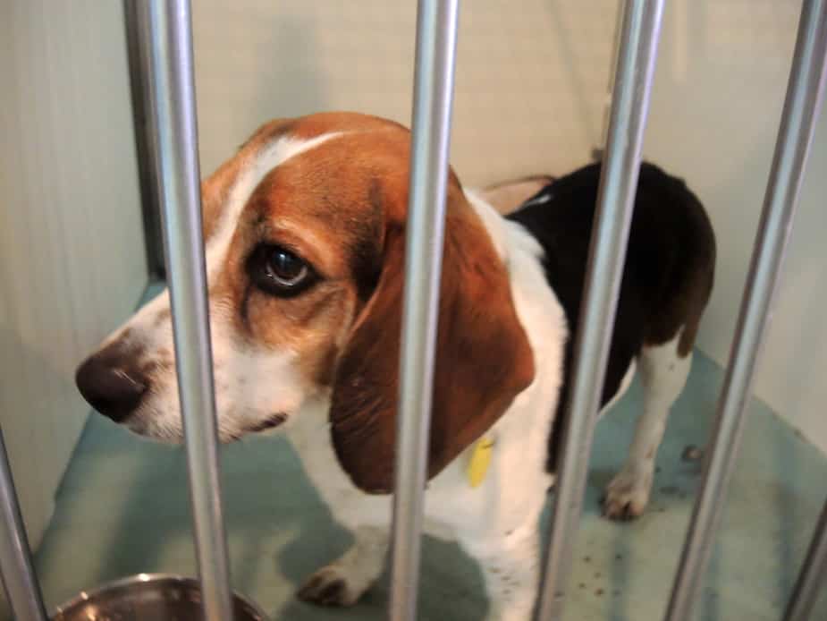 Image principale de l'article 689 animaux abandonnés à Montréal